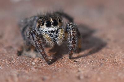 <i>Pellenes tripunctatus</i>