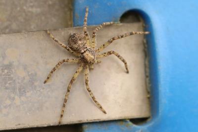 <i>Philodromus</i>