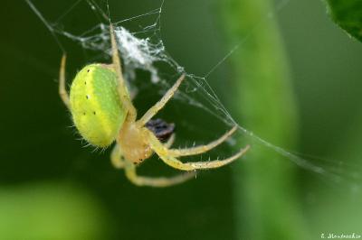 <i>Araniella</i>