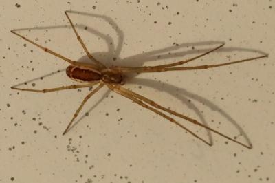 <i>Neriene radiata</i>