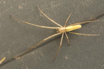 <i>Tetragnatha</i>