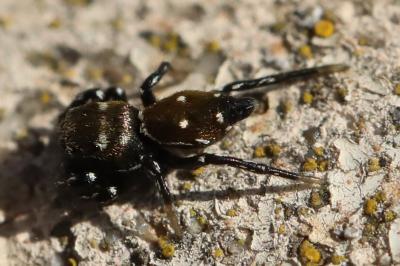 <i>Heliophanus kochii</i>