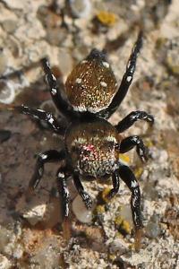<i>Heliophanus kochii</i>