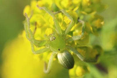 <i>Micrommata ligurina</i>