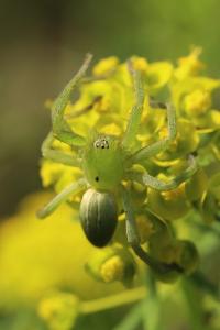 <i>Micrommata ligurina</i>