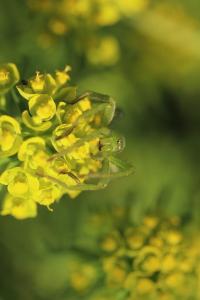 <i>Micrommata ligurina</i>