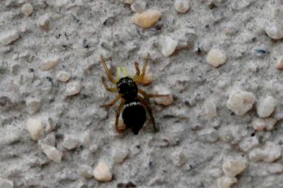 <i>Heliophanus</i>