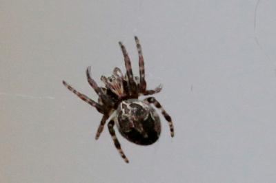 <i>Larinioides sclopetarius</i>