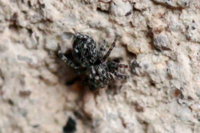 <i>Pseudeuophrys erratica</i>