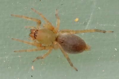 <i>Clubiona</i>