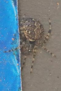<i>Theridion</i>