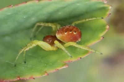 <i>Araniella</i>