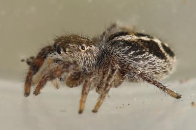 Pellenes tripunctatus