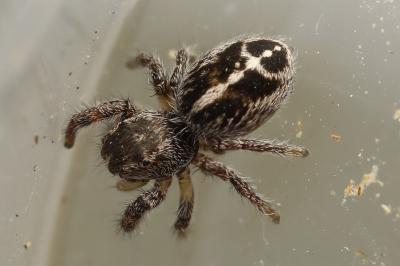 <i>Pellenes tripunctatus</i>