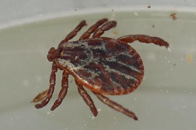 <i>Dermacentor reticulatus</i>