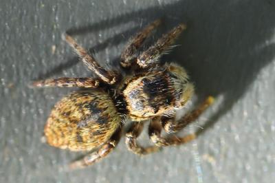 Carrhotus xanthogramma