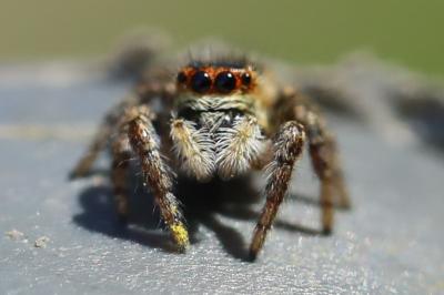 <i>Carrhotus xanthogramma</i>