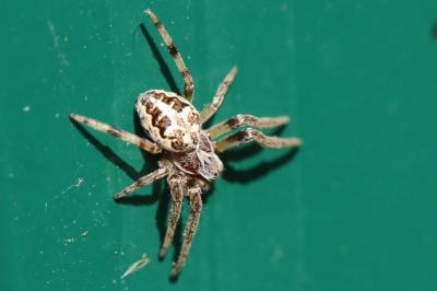 <i>Larinioides</i>