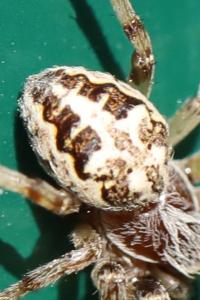 <i>Larinioides</i>