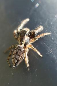 <i>Marpissa muscosa</i>