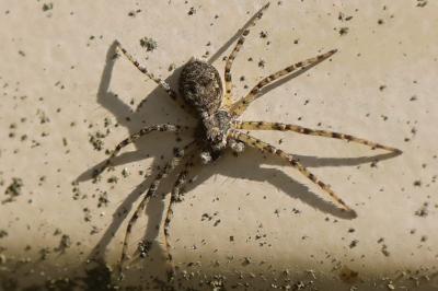 <i>Philodromus</i>