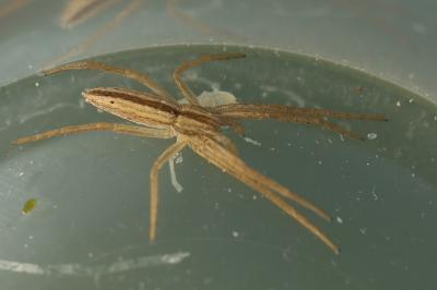 <i>Tibellus</i>