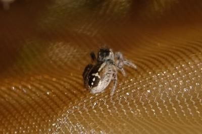 <i>Pellenes tripunctatus</i>