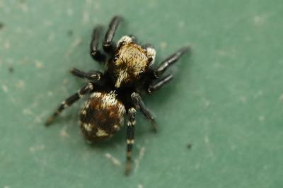 <i>Pseudeuophrys erratica</i>