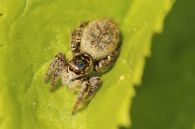 <i>Carrhotus xanthogramma</i>