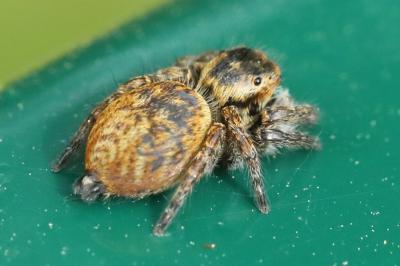 Carrhotus xanthogramma