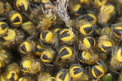Araneus diadematus