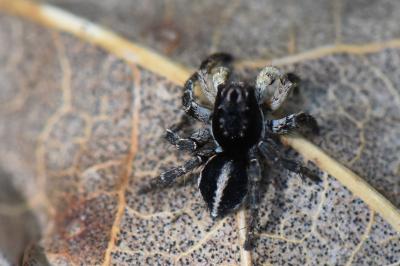 Aelurillus v-insignitus