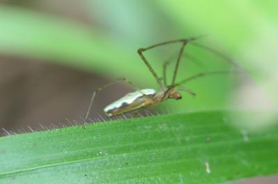 <i>Tetragnatha</i>
