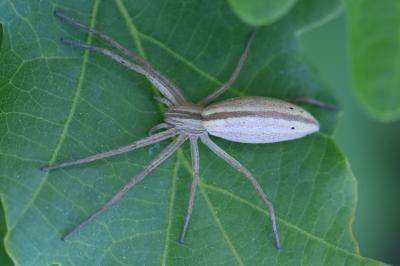 <i>Tibellus</i>