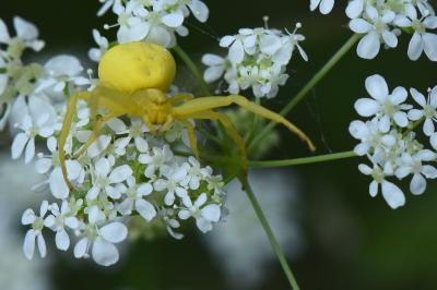Misumène variable