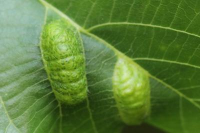<i>Aceria erinea</i>