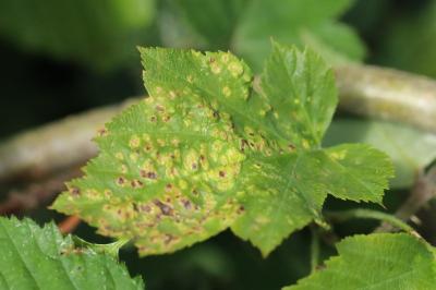 <i>Eriophyes sorbi</i>
