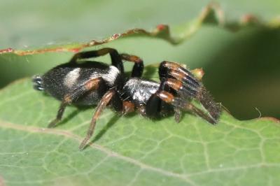 <i>Kishidaia conspicua</i>