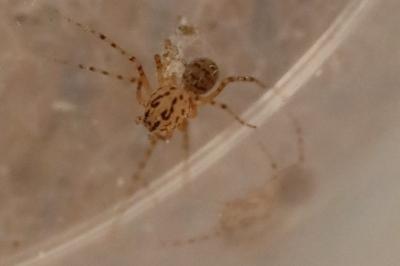 Araignée cracheuse
