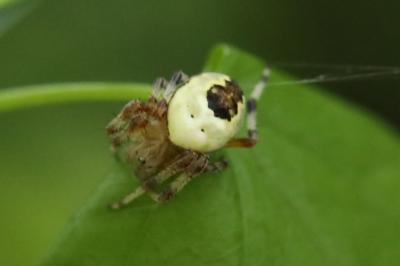 <i>Araneus marmoreus</i>