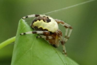 <i>Araneus marmoreus</i>