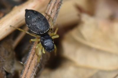 <i>Heliophanus flavipes</i>