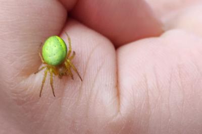 <i>Araniella</i>