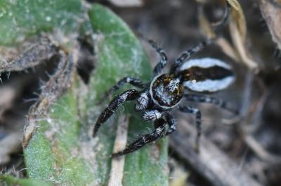 <i>Pseudicius encarpatus</i>