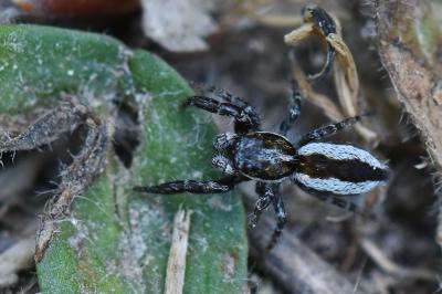 <i>Pseudicius encarpatus</i>