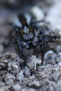 <i>Pseudicius encarpatus</i>