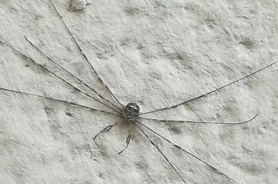 <i>Dicranopalpus ramosus</i>