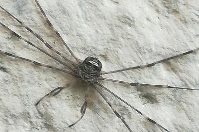 <i>Dicranopalpus ramosus</i>