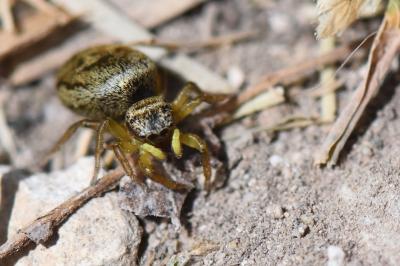<i>Heliophanus tribulosus</i>