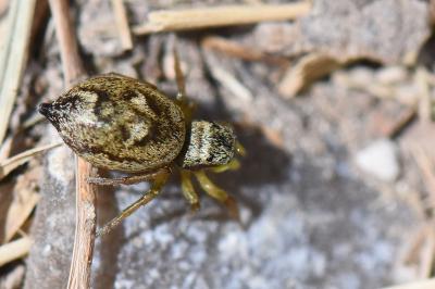 <i>Heliophanus tribulosus</i>